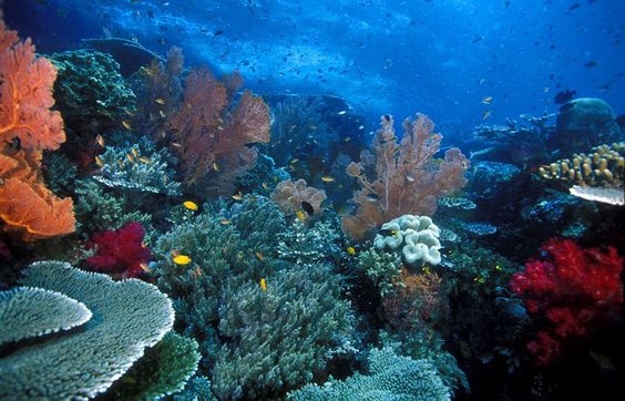 Spot Plongée Bali : vaut-il mieux plonger à Bali ou à Komodo?