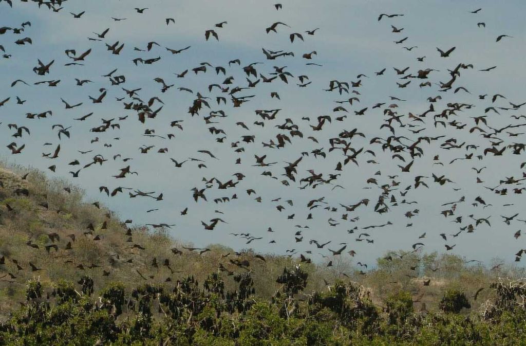 Visit Bat Island while snorkeling on your Komodo tour.