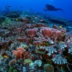 Komodo diving safety