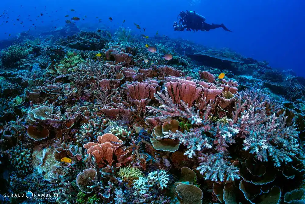 Komodo diving safety