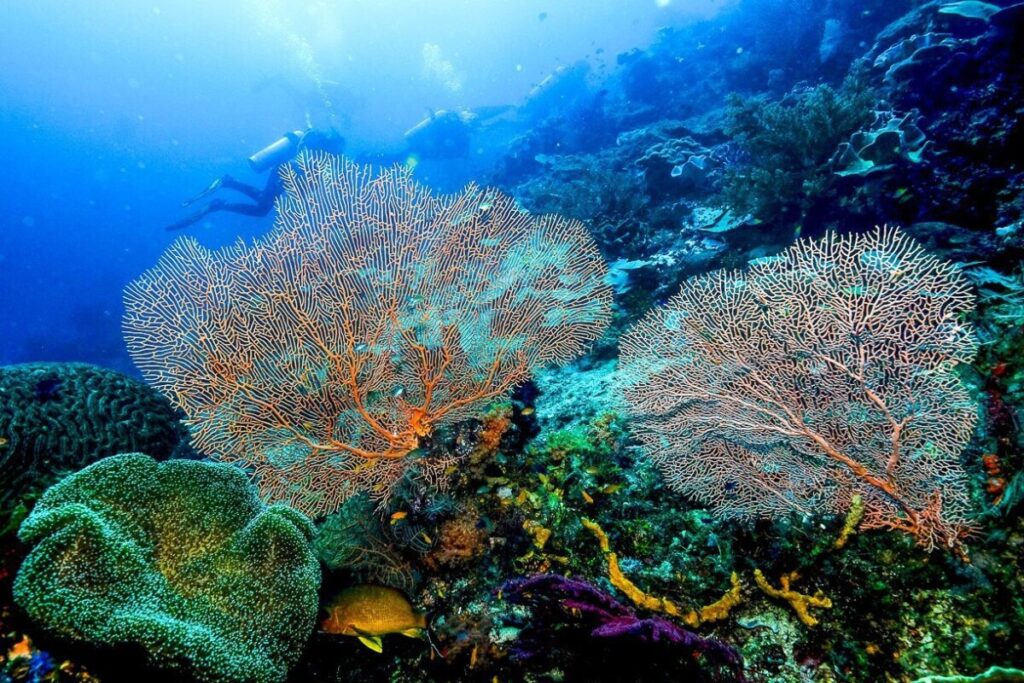 Raja Ampat dive - Jakare Liveaboard